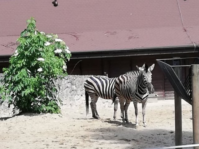 Z wizytą w Ogrodzie Zoologicznym i Ogrodzie Botanicznym w Krakowie 